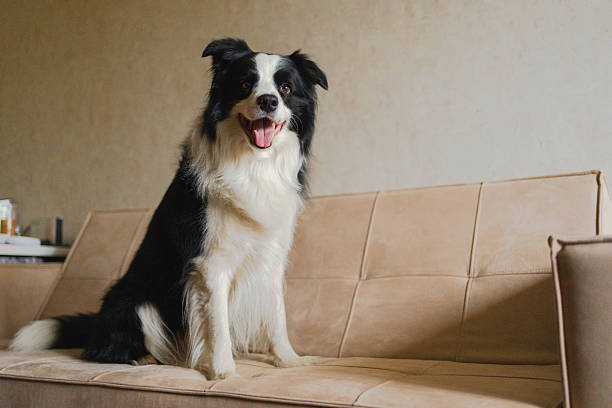Border Collie feliz