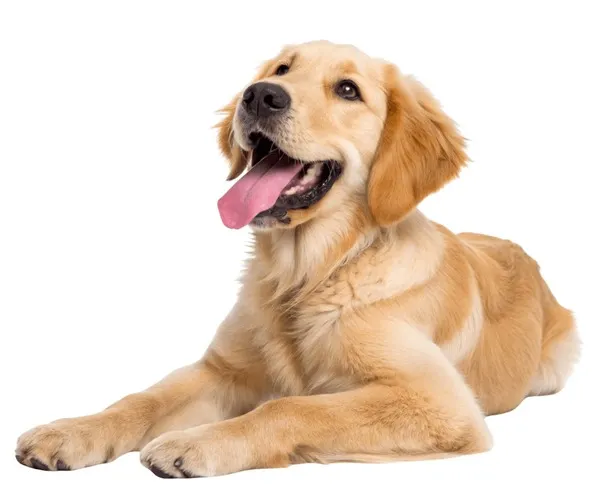 Golden Retriever feliz