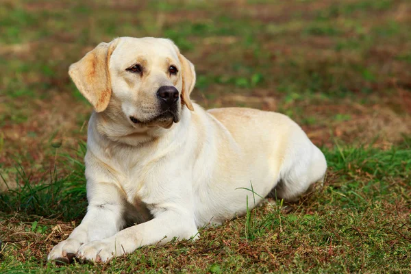 Labrador Retriever feliz