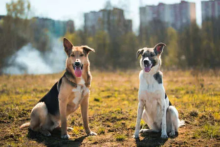 perro feliz